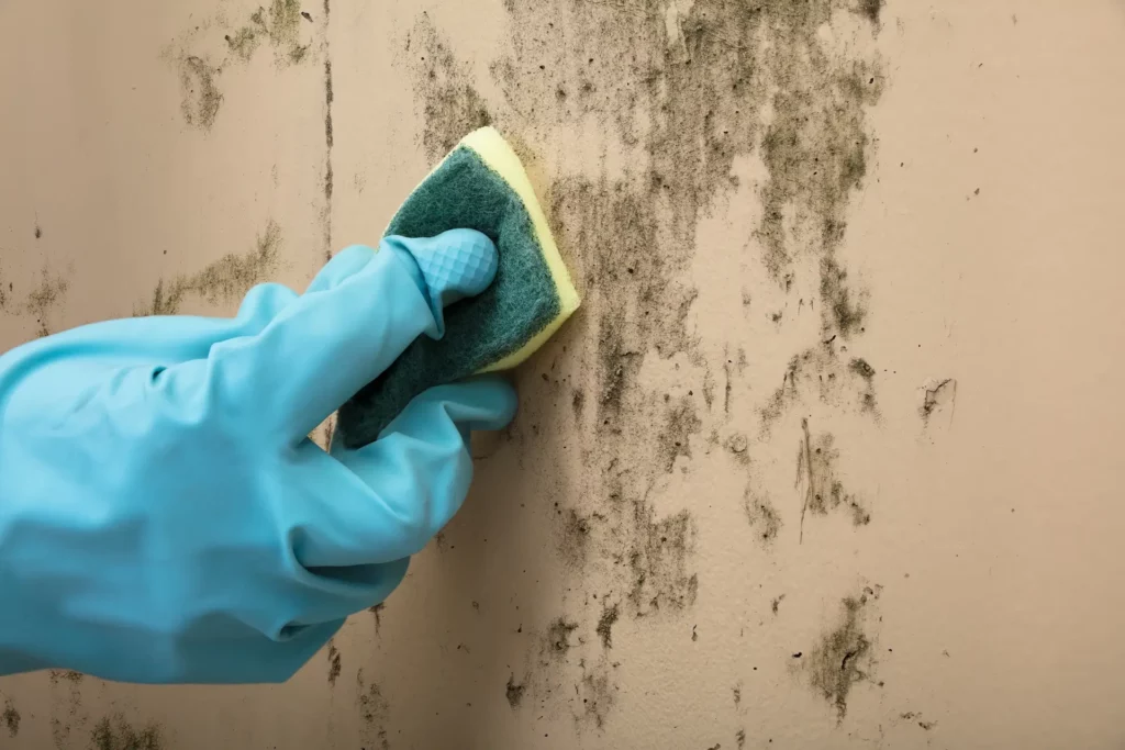 A person wearing a blue glove is cleaning a moldy wall with a sponge. The wall shows dark mold spots being scrubbed, indicating a cleaning process.